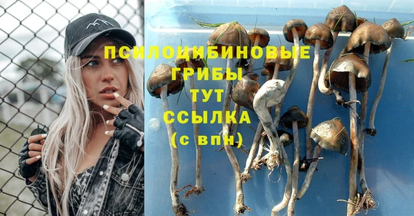 прущие грибы Бронницы