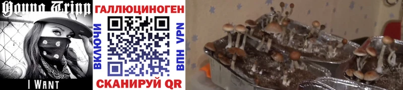 Галлюциногенные грибы Psilocybe  Фёдоровский 